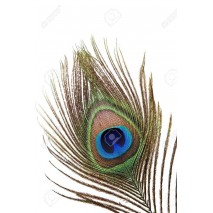 Pluma pavo real feather peacok  90cm