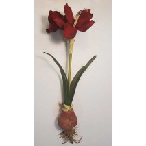 Amarilis c/bulbo rojo