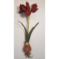 Amarilis c/bulbo rojo