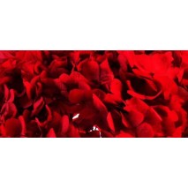 Hydrangea preservada en rojo