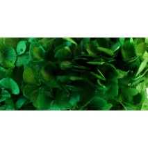 Hydrangea preservada en verde