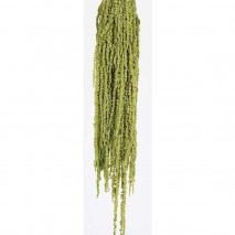 Amaranthus caudathus preservado verde pistacho 