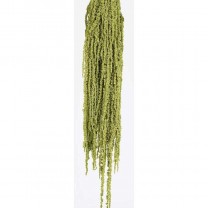 Amaranthus preservado caudathus 200gr verde pistacho