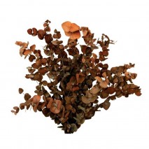 EUCALIPTUS PRESERVADO CAPI ESPIRAL 150 GRS BURDEOS                                                        
