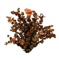 Eucaliptus preservado cinerea 150g burdeos
