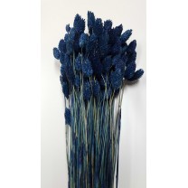 Phalaris seco 80cm azul