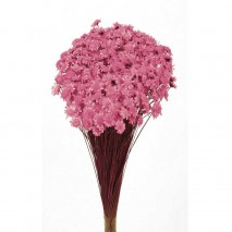 GLIXIA ROSA 5 GRS