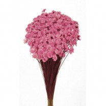 Glixia seca rosa 5gr