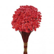 GLIXIA FUCSIA - 5 GRS