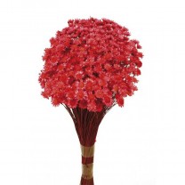 Glixia seca fucsia - 5gr