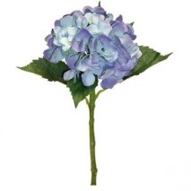 Hortensia x 1 super natural ira 50cm azulina