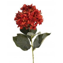 Hortensia x 1 con roma roja