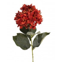 Hortensia x 1 con roma roja