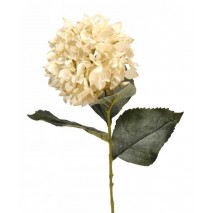 Hortensia x 1 con roma blanca