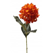 Hortensia x 1 con roma naranja