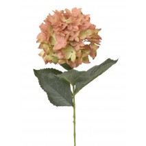 Hortensia x 1 con roma rosa nude