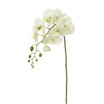 Orquídea phalaenopsis s/hojas x 8 f grande 140cm blanca 8/5