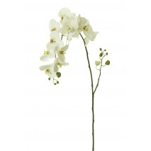 Orquídea phalaenopsis s/hojas x 15 f grande 140cm blanca 15/9
