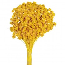Hill flower seco 45cm 100gr amarilla