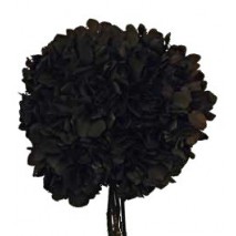 Pomo Hortensia preservada c/tallo  negra