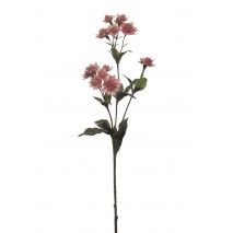 Astrantia x 3 50cm rosa