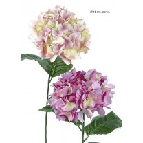 Hortensia x 1 75cm rosa
