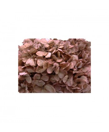 Pomo Hortensia preservada c/tallo  rosa fucsia lavado